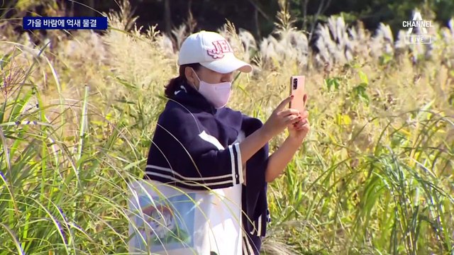 가을 바람에 은빛 물결…3년 만에 열리는 억새 축제