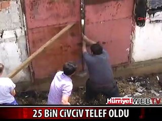 DÜZCE'DE 25 BİN CİVCİV TELEF OLDU