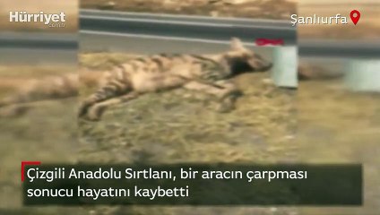 Çizgili Anadolu Sırtlanı kazada hayatını kaybetti