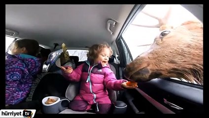 Ren geyiği küçük kızın elinden şeker yedi