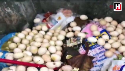 Marmaris'te çöpe atılan yumurtalardan çıkan 40 civciv kurtarıldı