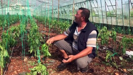Antalya'da dolu ve fırtına tarım alanlarına zarar verdi