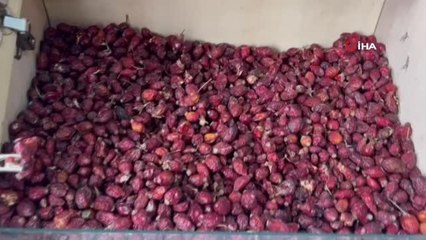 Soğuk algınlığına kalkan olacak kış çayı karışımları hazırlanmaya başladı