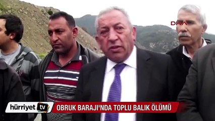 Çorum'daki Obruk Barajı'nda toplu balık ölümleri