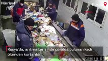 Rusya'da, arıtma tesisinde çuvalda bulunan kedi ölümden kurtarıldı