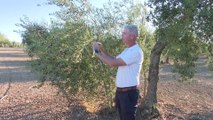 Andalucía prevé una producción de casi un 50% menos de aceite de oliva por la sequía