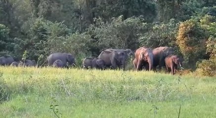 বৈকন্ঠপুর জঙ্গল ছেড়ে লোকালয়ে তাণ্ডব দেখাচ্ছে দামাল হাতির দল |OneIndia Bengali