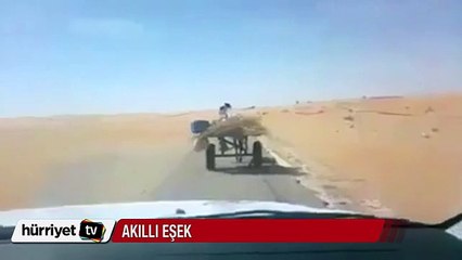 Akıllı eşek arkasından korna çalan otomobile yol verdi