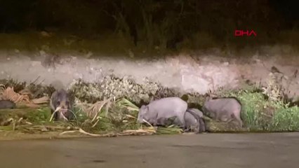 BODRUM'DA AÇ KALAN DOMUZLAR YERLEŞİM YERİNE İNDİ