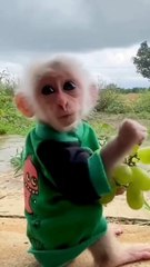 Cute monkey eating grapes 
