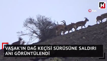 Vaşak’ın dağ keçisi sürüsüne saldırı anı görüntülendi