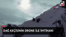 Çengel boynuzlu dağ keçisinin drone ile imtihanı