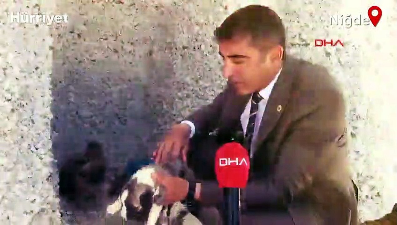 Sokak köpekleri için dağları deldi