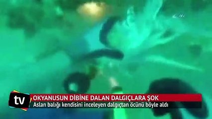 Okyanusun dibine dalan dalgıçlara şok