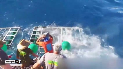 Dalgıcın köpek balığı saldırısından mucize kurtuluşu