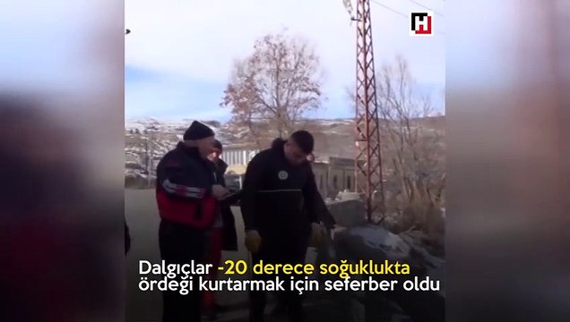 Yeşil başlı gövel ördeği kurtarma çabası