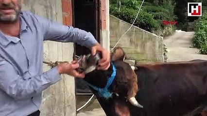 Rize'den Trabzon'a yüzen boğanın sahibi konuştu