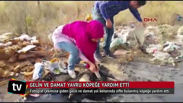 Gelin ve damat yavru köpeğe yardım etti