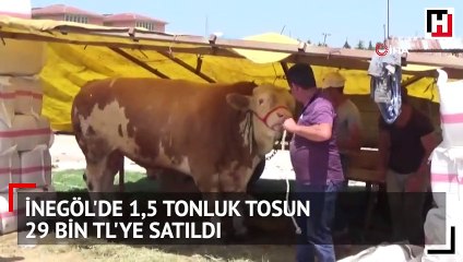 İnegöl'de 1,5 tonluk tosun 29 bin TL'ye satıldı