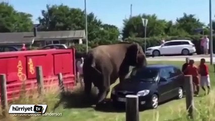Öfkeli fil arabaya saldırdı