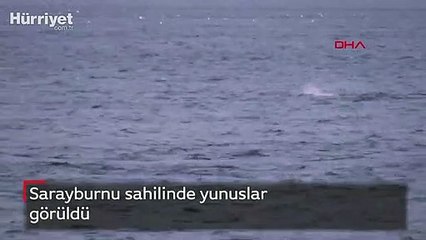 Sarayburnu'nda yunuslardan görsel şölen