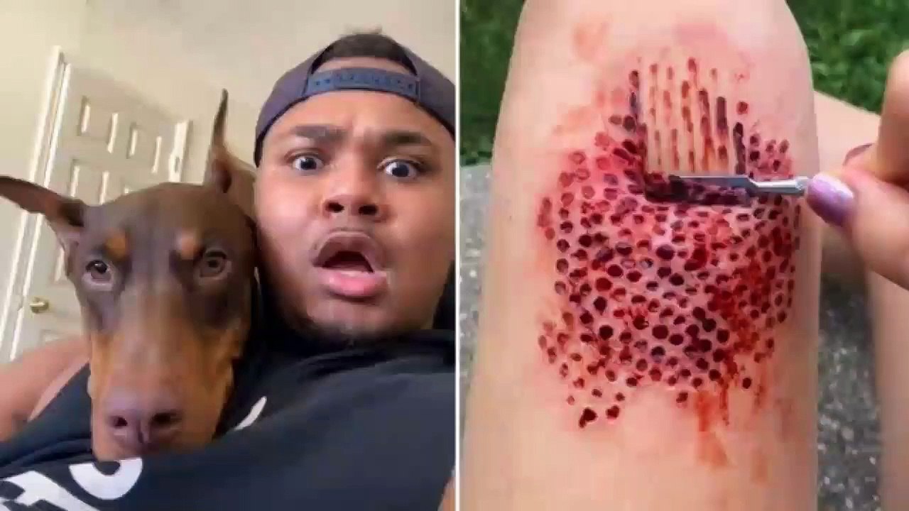 funny animal videos - Part #017
