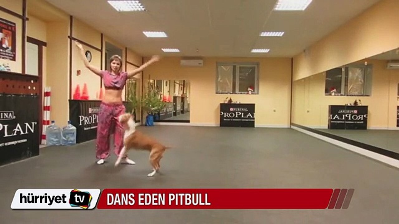Dans eden pitbull