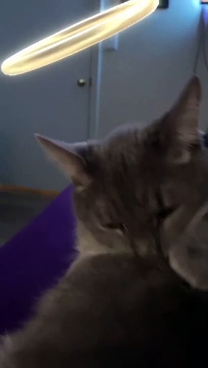 Angel cat