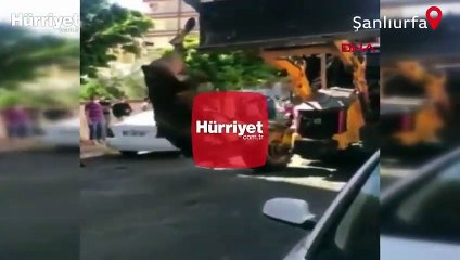 Dananın ayağından iş makinesine asılı kesime götürülmesine tepki