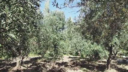 BALIKESİR - Zeytin ağaçlarındaki tane tutumu yüksek rekolte için umutlandırdı