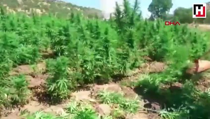 Diyarbakır'da 6 milyon kök Hint keneviri ele geçirildi