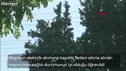 Hayvanat bahçesinden firar eden maymun elektrik akımına kapıldı