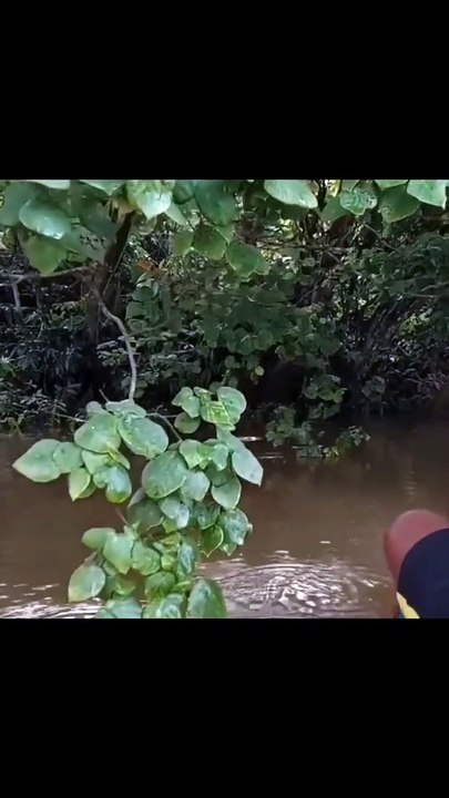 LAIS SUPER|STRIKE IKAN LAIS SUPER BABON