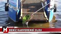 İZMİT KÖRFEZİ'NDE DENİZ KAHVERENGİ OLDU