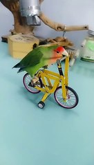 Amazing and cute little bird #cute funny world