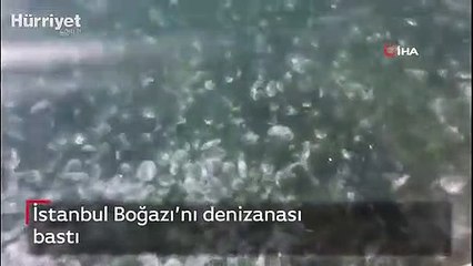 İstanbul Boğazı’nı denizanası bastı