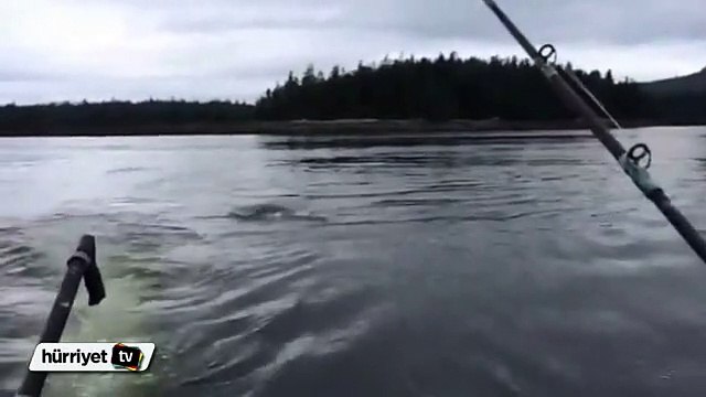 Katil balina deniz aslanını bir darbeyle metrelerce yükseğe fırlattı