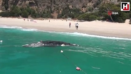 Dead whale washes ashore in Turkey’s