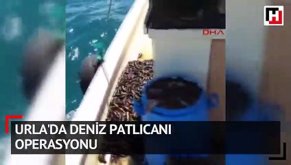 Urla'da deniz patlıcanı operasyonu
