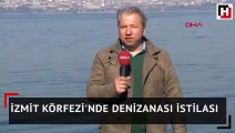 İzmit Körfezi'nde denizanası istilası