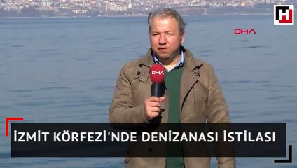İzmit Körfezi'nde denizanası istilası