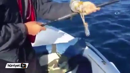 Oltasına 2 metre boyunda köpekbalığı takıldı