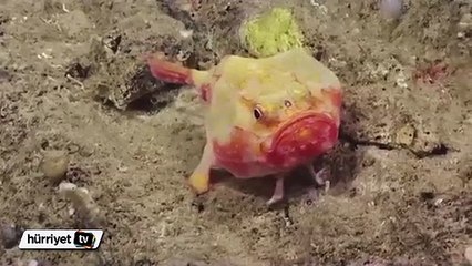 Yeni tür deniz canlıları keşfedildi