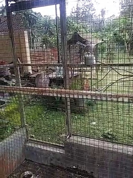dunia burung