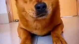 Cute And Funny Dog Compilation Videos 2022 | Funny Animals Video | Cute Animals Yt