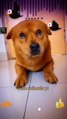 Cute And Funny Dog Compilation Videos 2022 | Funny Animals Video | Cute Animals Yt