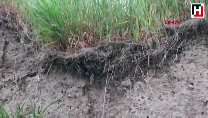 Denizli'de ortaya çıkan insan kemikleri korku yarattı