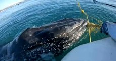 Rescatan a una ballena jorobada atrapada en una red de pesca: ahora nada feliz en el mar