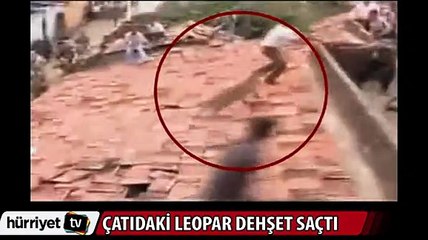 Çatıdaki leopar dehşet saçtı