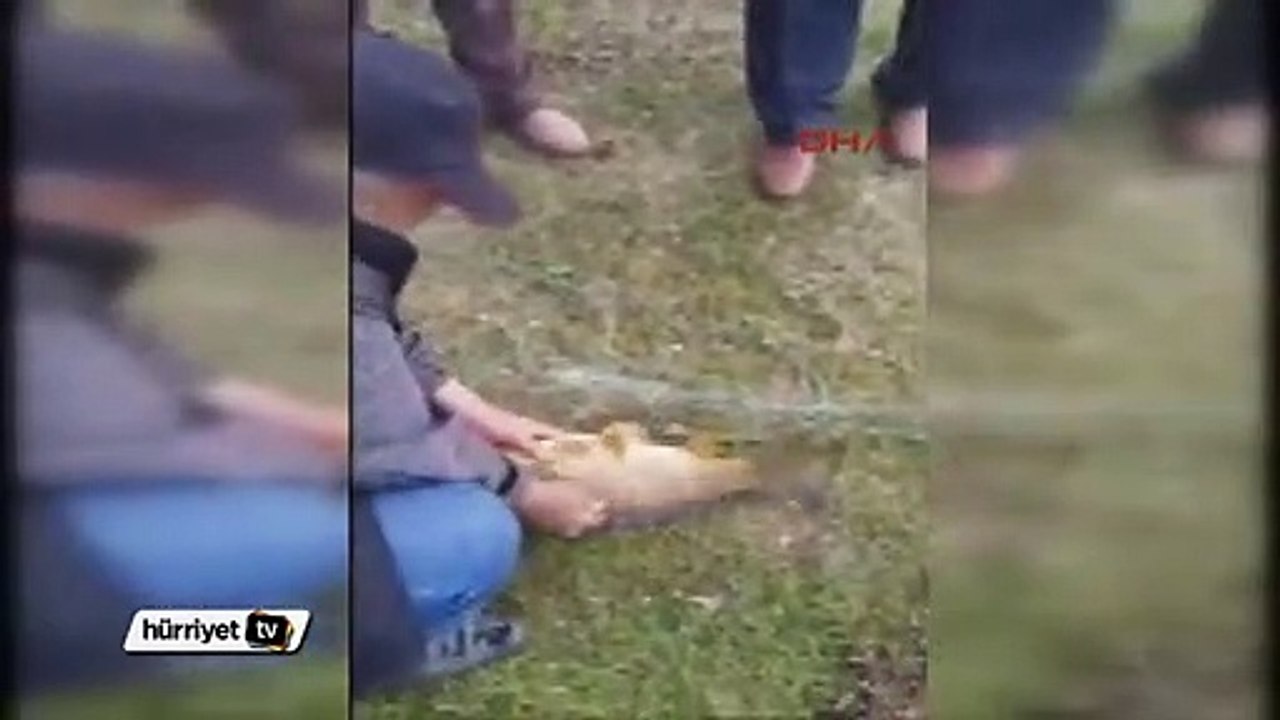 Kaçak avcıların baraj gölüne attığı ağlar toplandı